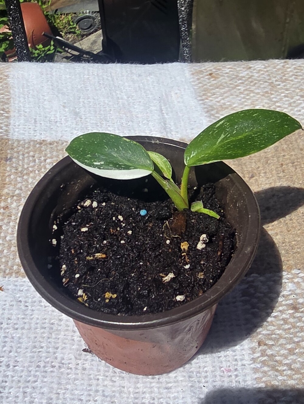 Philodendron - White Wizard In Small Pot